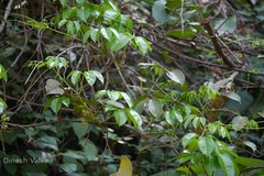 Tetrastigma leucostaphylum